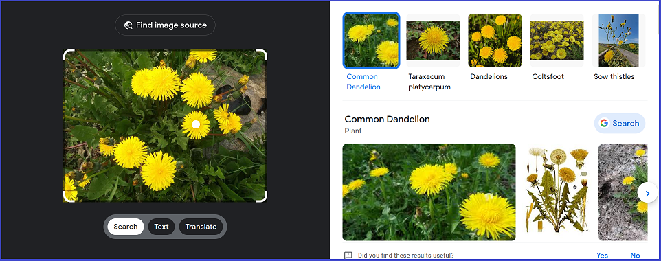 Christopher Greaves Dandelion_02.png