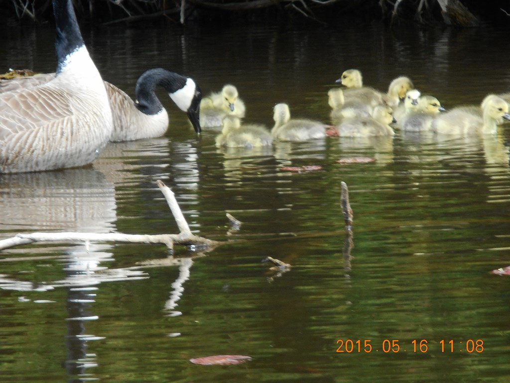 Christopher Greaves BlackRiver20150516_DSCN1110.JPG