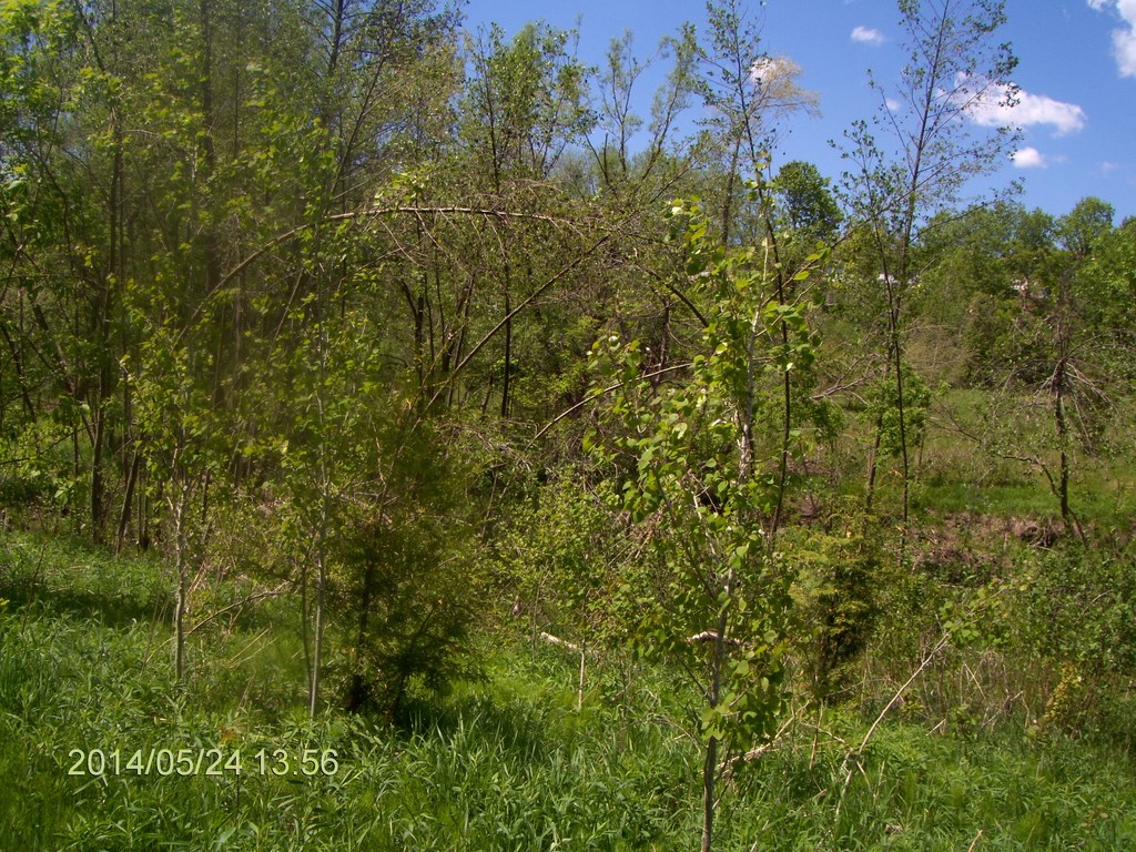 Christopher Greaves EastDonParklands_HPIM7230.JPG