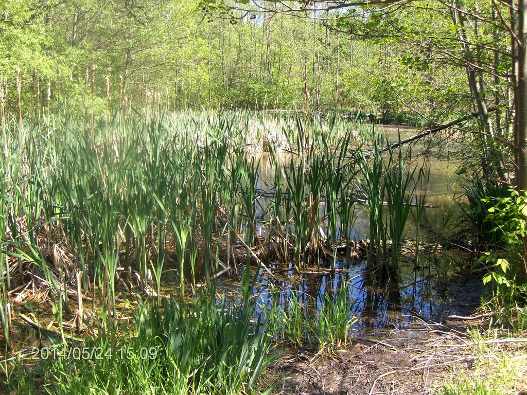 Christopher Greaves EastDonParklands_HPIM7257.JPG